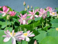 Долина лотосов